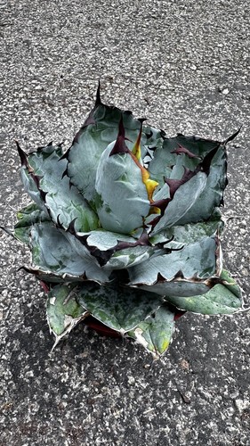 ☆alpi☆ 特美 Agave titanota Black ＆ Blue Blue Ball ２苗 ☆ Agave titanota cv DARK KNIGHT | Rare Selected Agave Titanota | Buy |